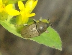 Odontocorynus umbellae