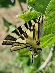 Iphiclides feisthamelii