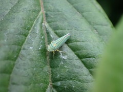 Graphocephala atropunctata