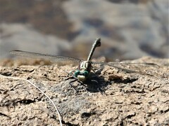 Dromogomphus spinosus