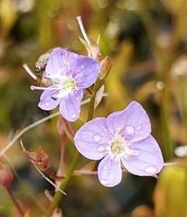 Veronica americana