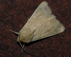 Mythimna vitellina