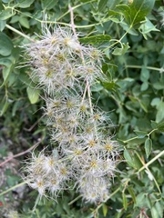 Clematis ligusticifolia