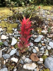 Castilleja miniata