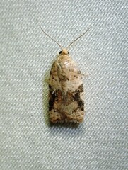 Acleris cervinana