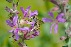 Anthidium manicatum