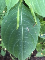 Impatiens parviflora