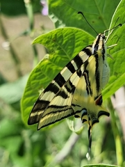 Iphiclides feisthamelii