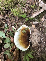 Ganoderma lobatum
