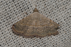 Eublemma versicolor