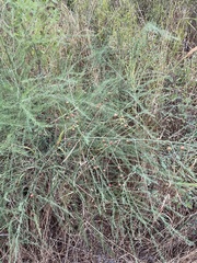Asparagus officinalis