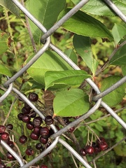 Aronia arbutifolia