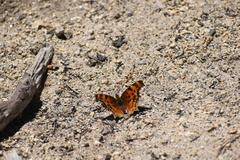 Polygonia satyrus