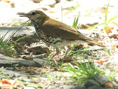 Hylocichla mustelina