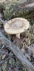 Amanita pantherina