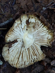 Amanita pantherina