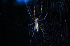 Trichonephila clavata