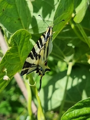 Iphiclides feisthamelii