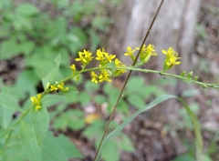 Solidago ulmifolia