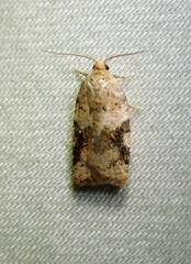 Acleris cervinana