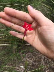 Ipomoea quamoclit