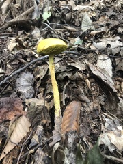 Aureoboletus betula