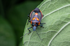 Euthyrhynchus floridanus