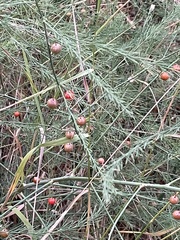 Asparagus officinalis