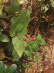 Maianthemum bifolium