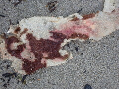 Chondracanthus exasperatus