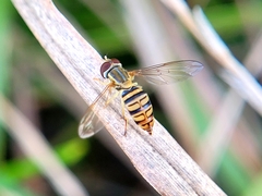 Toxomerus politus