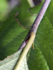Aronia arbutifolia