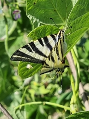Iphiclides feisthamelii