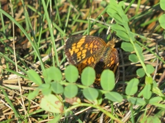 Phyciodes cocyta