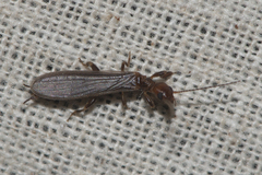 Embioptera