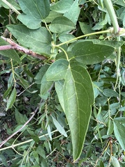 Clematis ligusticifolia