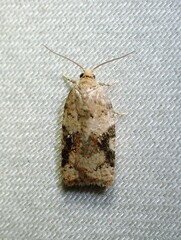 Acleris cervinana