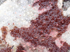 Chondracanthus exasperatus