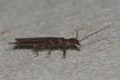 Embioptera