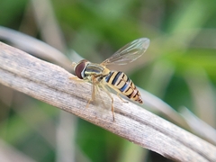 Toxomerus politus