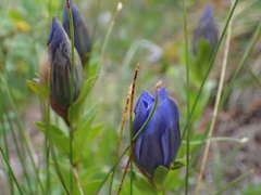 Gentiana calycosa
