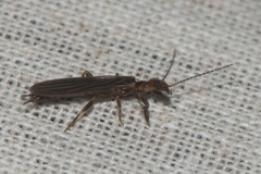 Embioptera