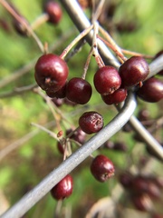 Aronia arbutifolia