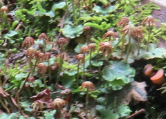 Marchantia polymorpha