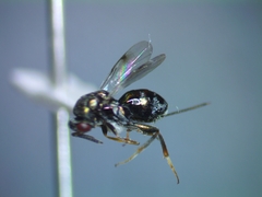 Torymidae