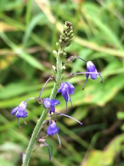 Veronica longifolia