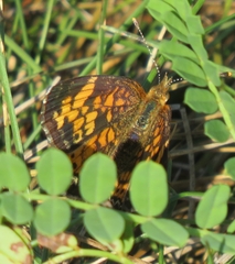 Phyciodes cocyta