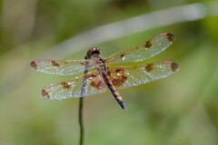 Celithemis elisa
