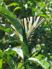 Iphiclides feisthamelii