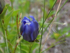 Gentiana calycosa